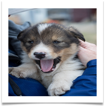 Dog (puppy) - Bill Rigby